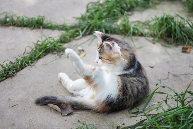 Simpatico gatto maculato che gioca all'aperto in giardino