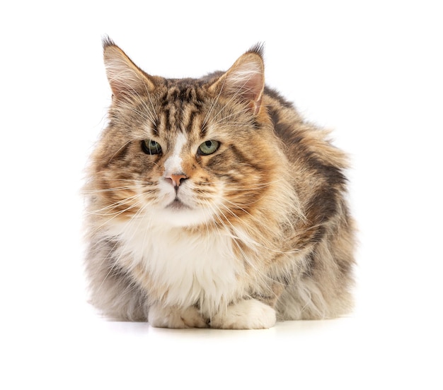 Simpatico gatto maine coon maschio