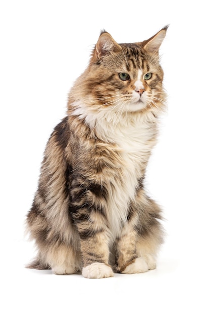 Simpatico gatto maine coon seduto