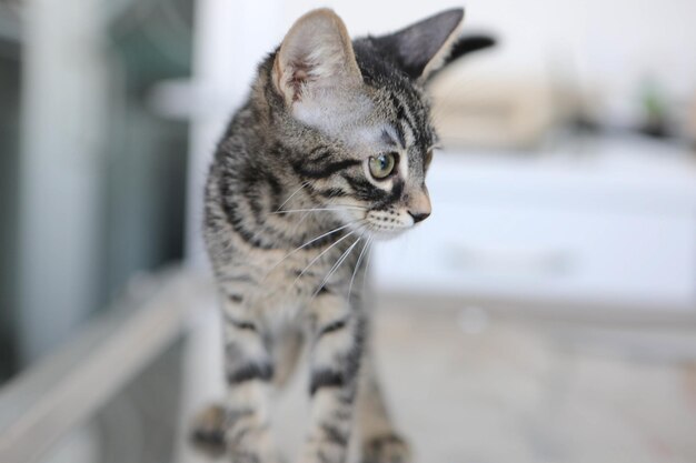 simpatico gatto malato in attesa del veterinario