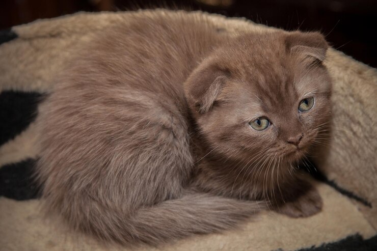 Foto simpatico gatto marrone