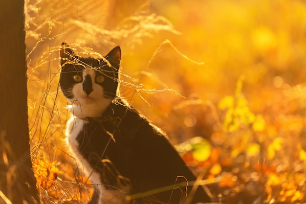 Simpatico gatto nel parco al tramonto. Focalizzazione morbida