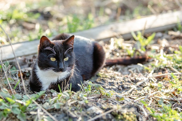 Simpatico gatto nero con macchie bianche sdraiato sull'erba in una foresta