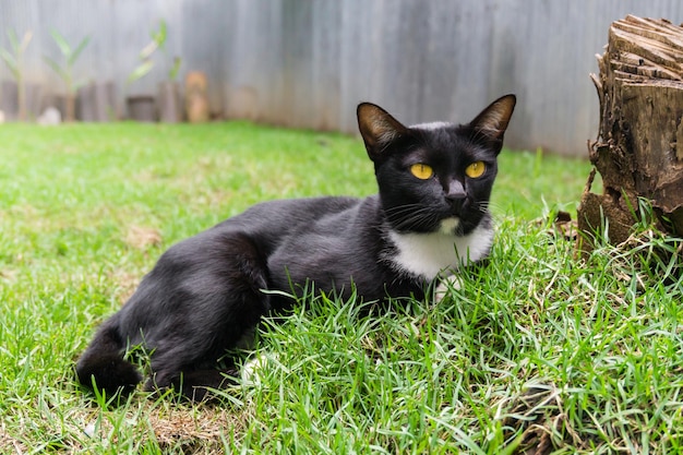 Simpatico gatto nero sdraiato sul prato verde dell'erba