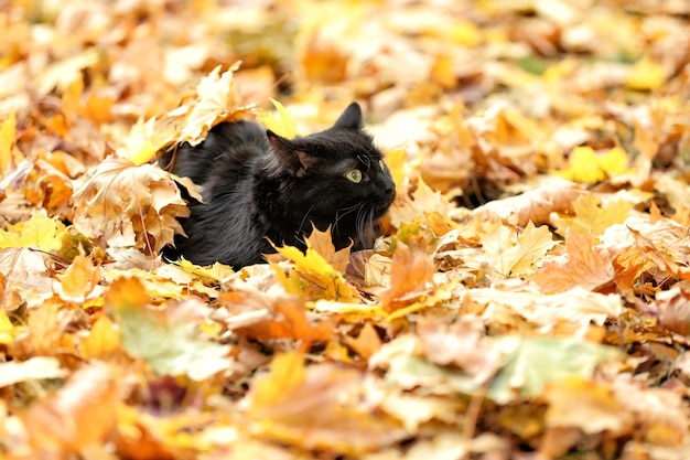 Simpatico gatto nero sulle foglie nel parco autunnale