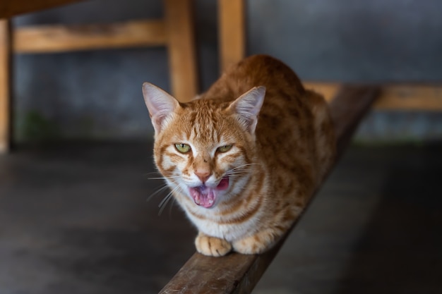 Simpatico gatto rosso domestico seduto sotto il tavolo su una traversa di legno.