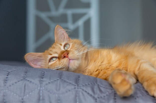 Simpatico gatto rosso sdraiato sul letto