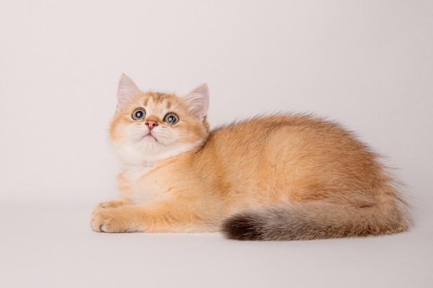 Simpatico gatto rosso su sfondo bianco