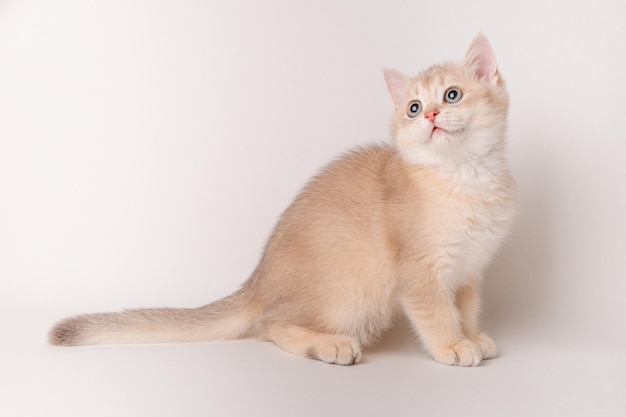 Simpatico gatto rosso su sfondo bianco