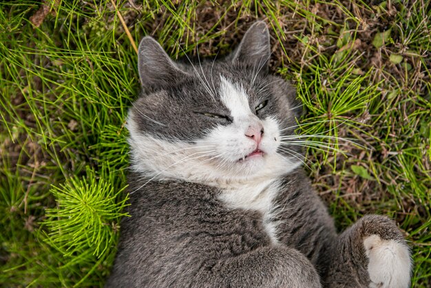 Simpatico gatto rotola sull'erba in giardino