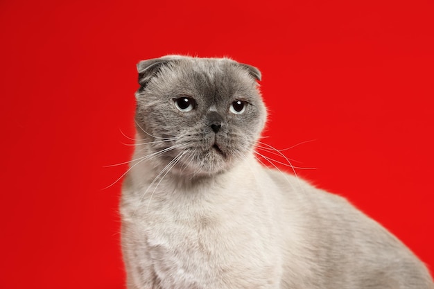 Simpatico gatto Scottish Fold su sfondo rosso Animale domestico lanuginoso