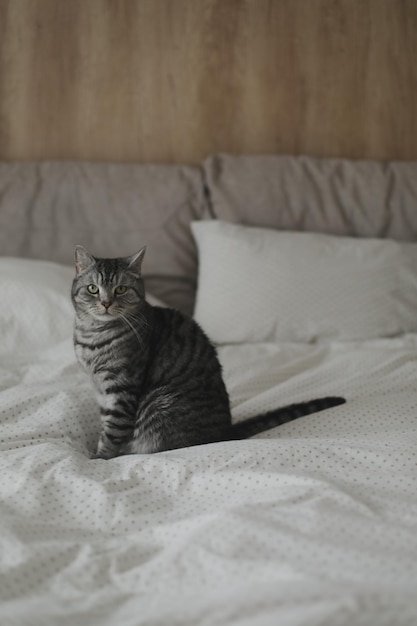 Simpatico gatto scozzese dritto a letto a casa