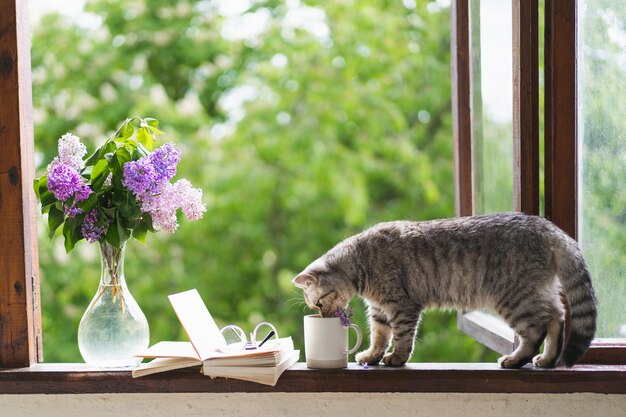 Simpatico gatto scozzese seduto dritto e vaso con fiore lilla libro aperto su un davanzale vintage Dettagli di natura morta in casa su una finestra di legno Leggere e riposare Accogliente concetto di primavera