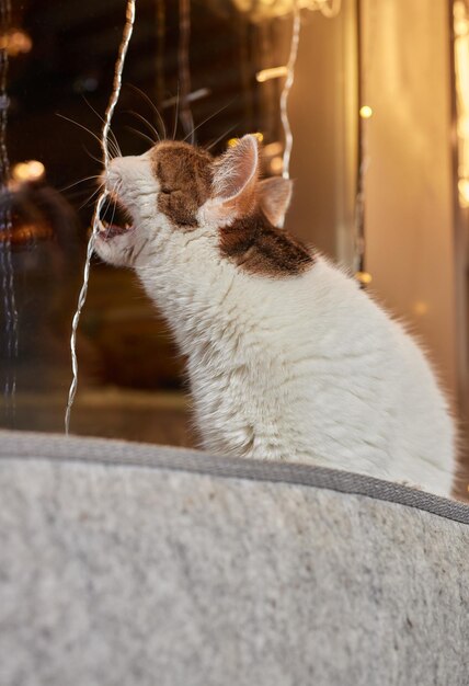 Simpatico gatto sdraiato nel letto a parete in vetro