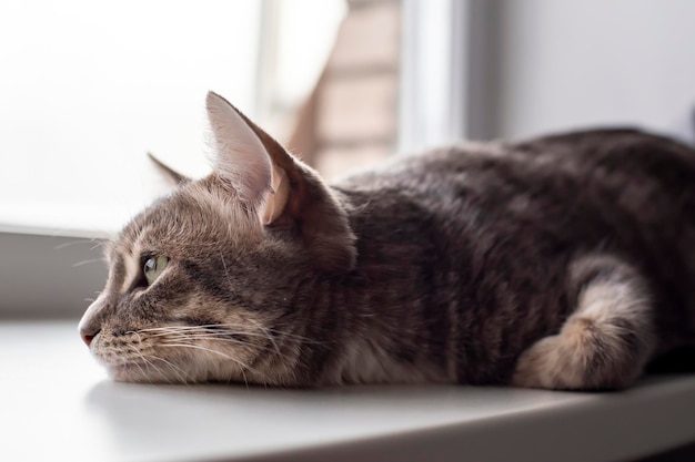 Simpatico gatto sdraiato sul davanzale e tristemente guardando fuori dalla finestra