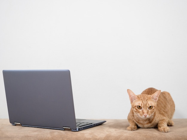 Simpatico gatto sdraiato sul divano con il computer portatile che guarda la telecamera sullo sfondo del muro bianco in casa