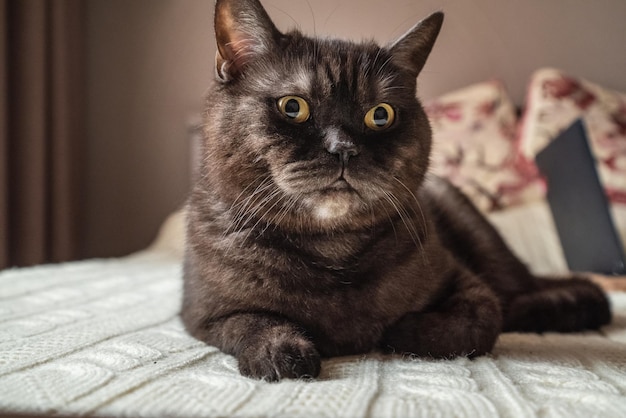 Simpatico gatto sdraiato sul letto in camera da letto ritratto ravvicinato