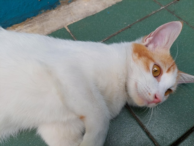 Simpatico gatto sdraiato sulla schiena con zampe su sfondo colorato Gatto indoor rilassato e felice con zampe in aria