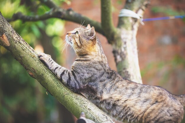 Simpatico gatto seduto in un ramo di melo nel frutteto