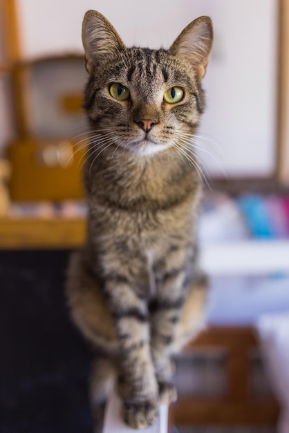 Simpatico gatto seduto su una sedia bianca in camera, primo piano.