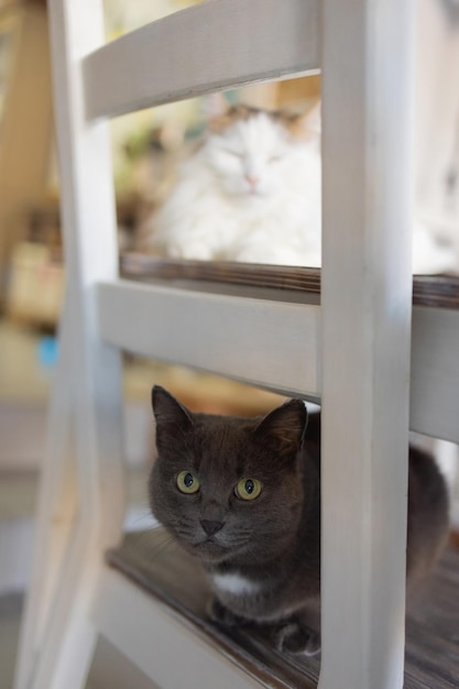 Simpatico gatto seduto su una sedia bianca in camera, primo piano.