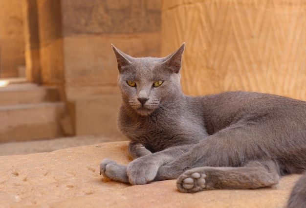 Simpatico gatto seduto sul pavimento del tempio di Philae ad Aswan, in Egitto