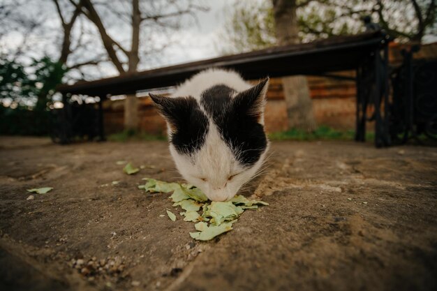 simpatico gatto senzatetto che mangia gli avanzi