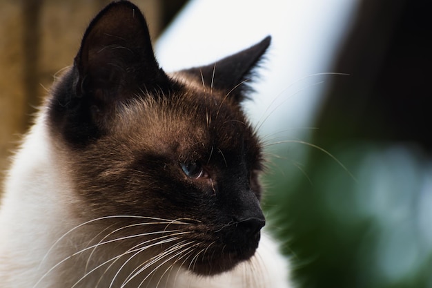 Simpatico gatto siamese addomesticato con scena all'aperto felis catus degli occhi azzurri