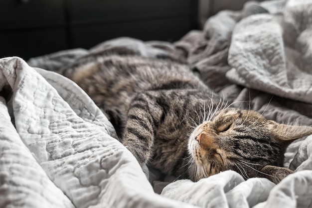Simpatico gatto soriano che dorme sulla coperta grigia sul letto