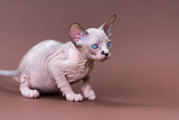 Simpatico gatto sphynx canadese di sette settimane con gli occhi azzurri su sfondo marrone