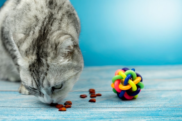 Simpatico gatto sta mangiando cibo secco