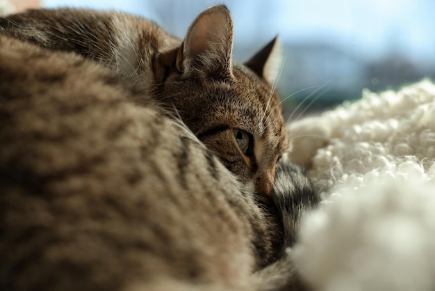 Simpatico gatto su morbido plaid bianco al davanzale della finestra al chiuso primo piano Spazio per il testo