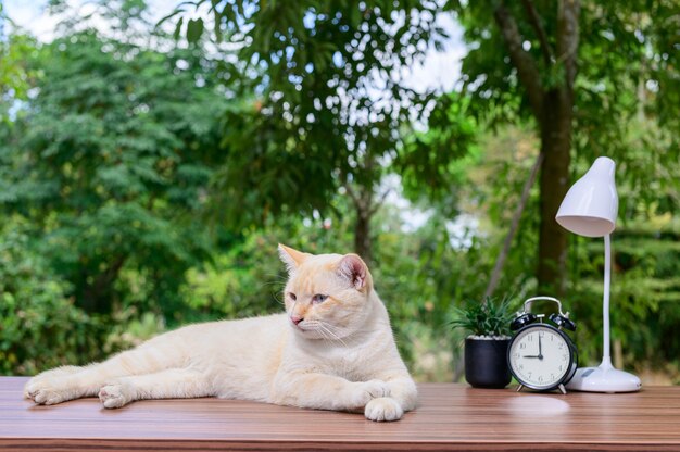 Simpatico gatto sul tavolo