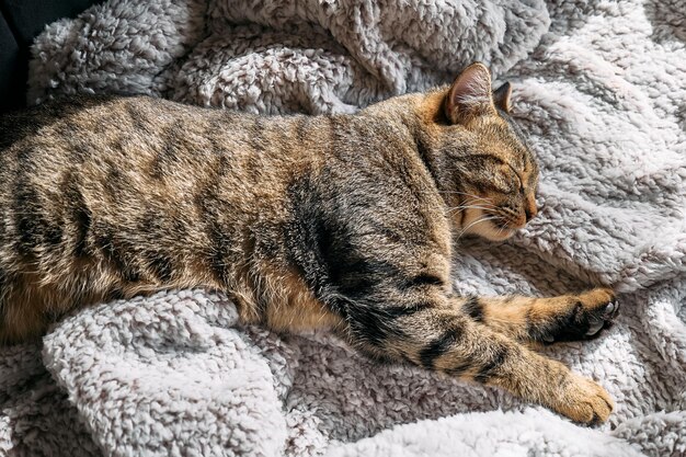 Simpatico gatto tabby che dorme avvolto in un caldo plaid grigio Gatto a strisce che sonnecchia sul divano Pet in un'accogliente casa calda e carina