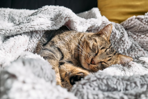 Simpatico gatto tabby che dorme avvolto in un caldo plaid grigio Gatto a strisce che sonnecchia sul divano Pet in un'accogliente casa calda e carina