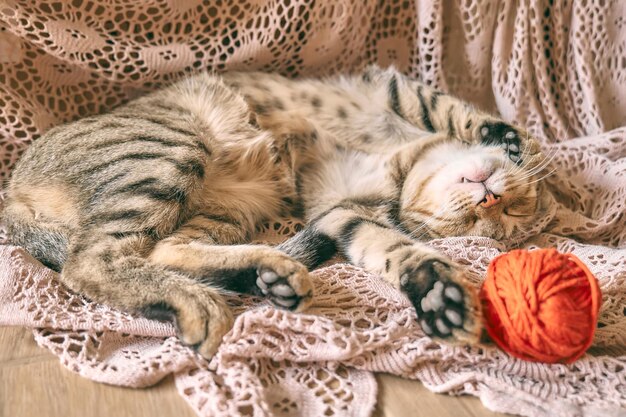 Simpatico gatto tabby con palla di lana rossa che dorme su una coperta beige in pizzo Divertente animale domestico domestico Concetto di benessere rilassante e accogliente Sogno d'oro