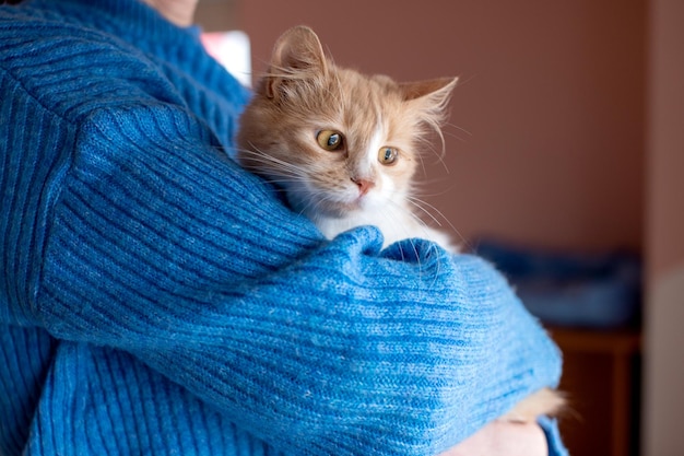 Simpatico giovane gatto rosso lanuginoso nelle mani dell'uomo