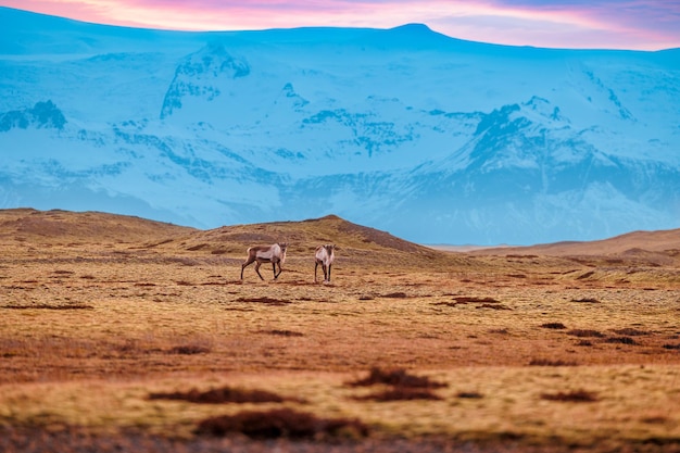 Simpatico gruppo di alci che vagano liberi sui campi ghiacciati, paesaggio islandese con montagne innevate in lontananza. Affascinante fauna selvatica in Islanda in una regione naturale, animali scandinavi in scenari ghiacciati.