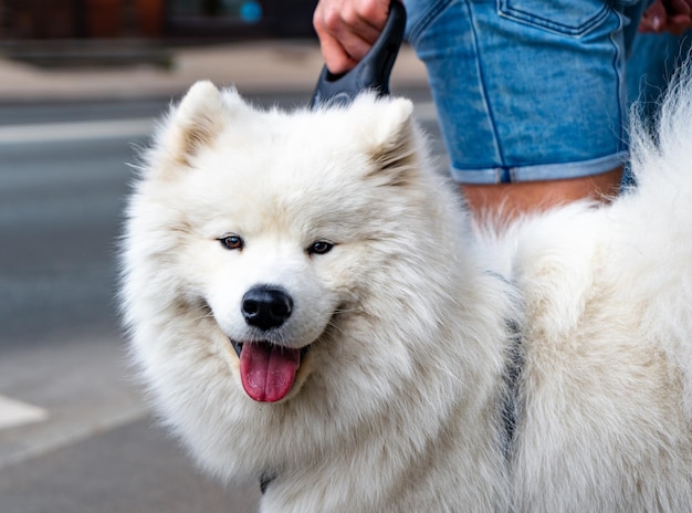 Simpatico husky bianco per strada