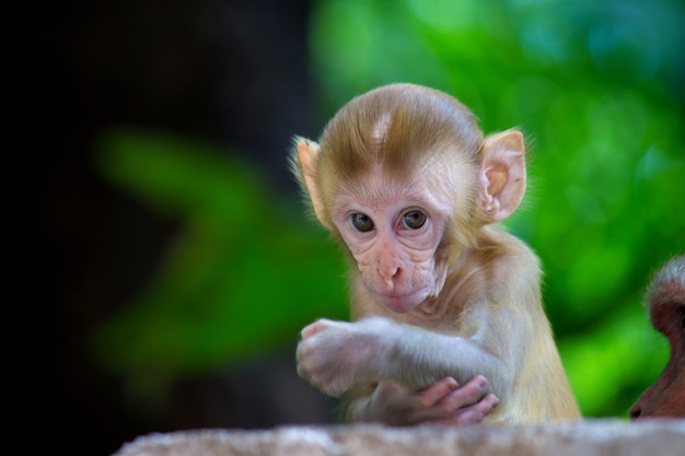 Simpatico macaco Rhesus in uno stato d'animo giocoso che guarda nella telecamera sullo sfondo verde della natura