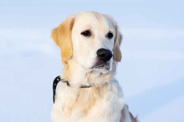 Simpatico muso di cane