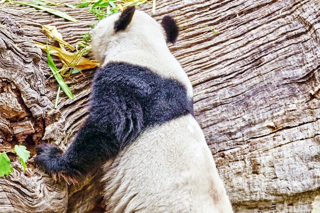 Simpatico orso panda cammina sulla natura intorno alla tana.