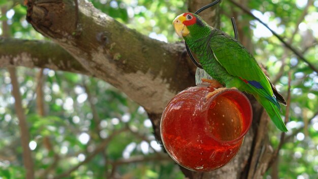 Simpatico pappagallo verde seduto su una mangiatoia rossa