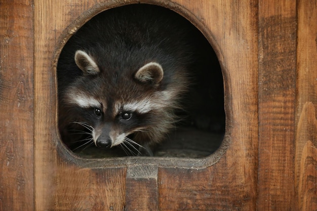 Simpatico procione divertente nel giardino zoologico