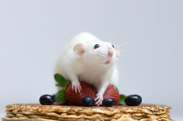 Simpatico ratto bianco si siede su deliziose frittelle con fragole e mirtilli.