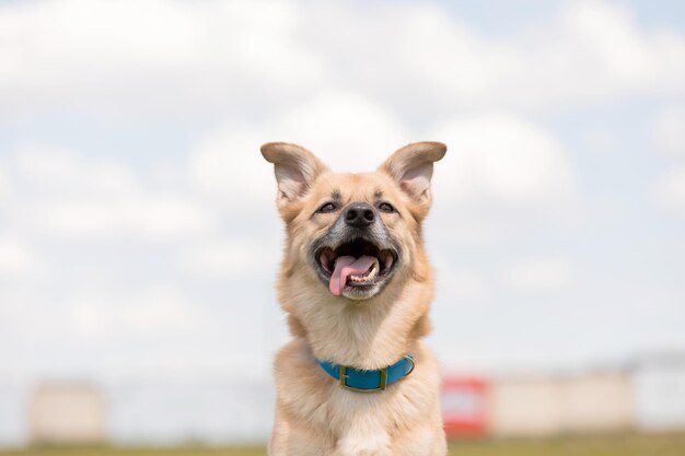 Simpatico ritratto di cane con un collare blu in un campo