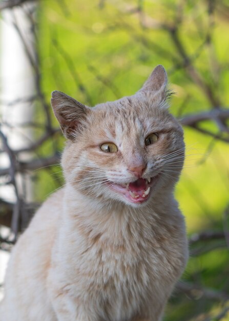 Simpatico ritratto di gatto di strada allo zenzero