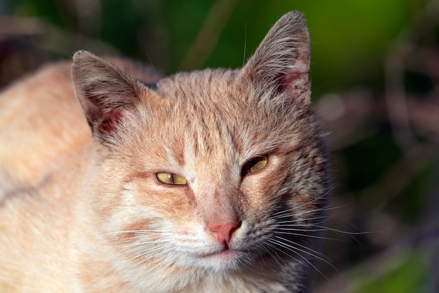 Simpatico ritratto di gatto di strada allo zenzero