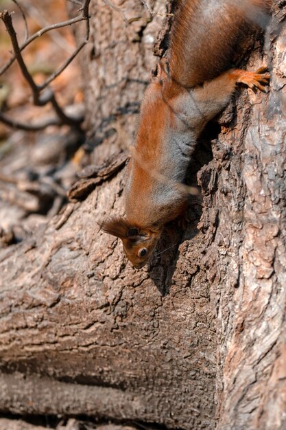 Simpatico scoiattolo adorabile mimetizzato sul tronco d'albero nella foresta marrone di giorno Primo piano del roditore appeso a testa in giù e sul terreno laterale tra foglie secche al parco naturale autunnale della fauna selvatica prima dell'inverno fornire cibo