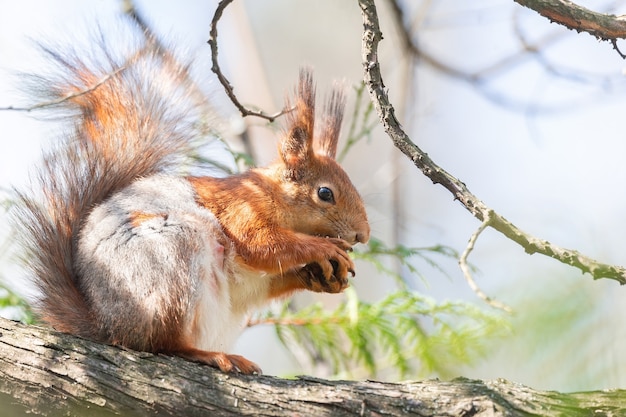 Simpatico scoiattolo rosso seduto sull'albero